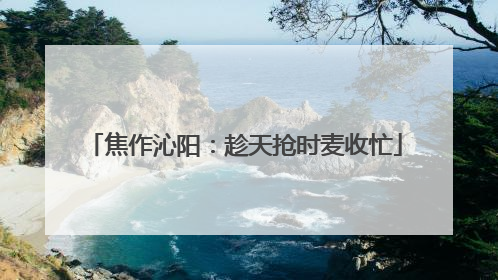 焦作沁阳：趁天抢时麦收忙