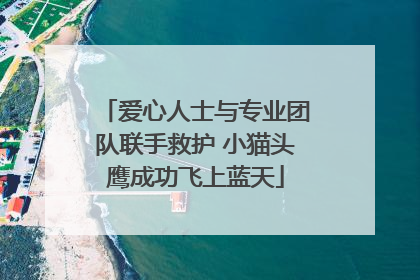 爱心人士与专业团队联手救护 小猫头鹰成功飞上蓝天