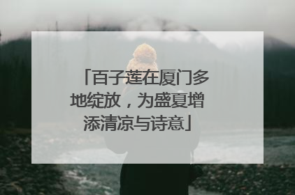 百子莲在厦门多地绽放，为盛夏增添清凉与诗意