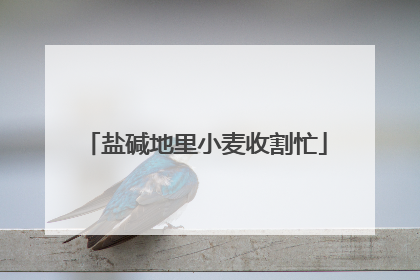 盐碱地里小麦收割忙