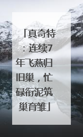 真奇特：连续7年飞燕归旧巢，忙碌衔泥筑巢育雏