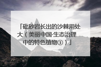 砒砂岩长出的沙棘用处大（美丽中国·生态治理中的特色植物③）