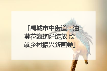 禹城市中街道：油葵花海绚烂绽放 绘就乡村振兴新画卷