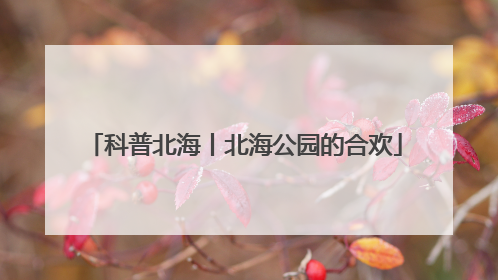 科普北海丨北海公园的合欢