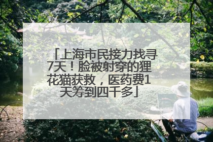 上海市民接力找寻7天！脸被射穿的狸花猫获救，医药费1天筹到四千多