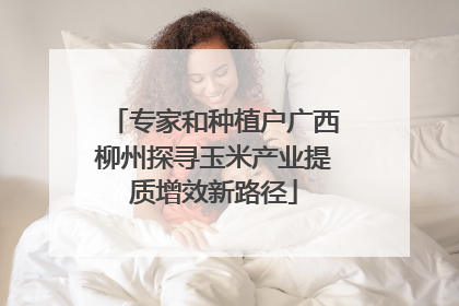 专家和种植户广西柳州探寻玉米产业提质增效新路径