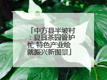 中方县半坡村：夏日茶园管护忙 特色产业绘就振兴新图景