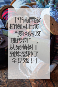 华南国家植物园上演“多肉界玫瑰传奇”，从呆萌树干到炸裂种子全是戏！