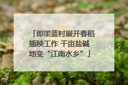 即墨蓝村展开春稻插秧工作 千亩盐碱地变“江南水乡”