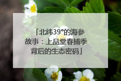 北纬39°的海参故事：上品堂春捕季背后的生态密码