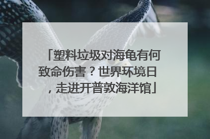 塑料垃圾对海龟有何致命伤害？世界环境日，走进开普敦海洋馆