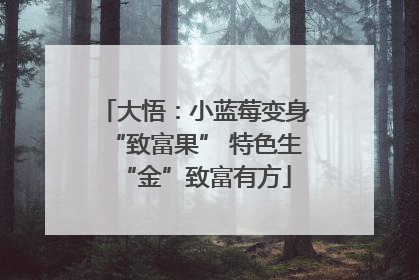 大悟：小蓝莓变身“致富果” 特色生“金”致富有方