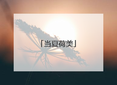 当夏荷美