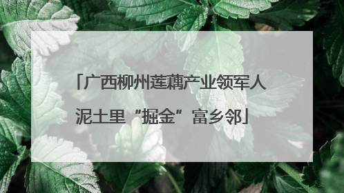广西柳州莲藕产业领军人泥土里“掘金”富乡邻