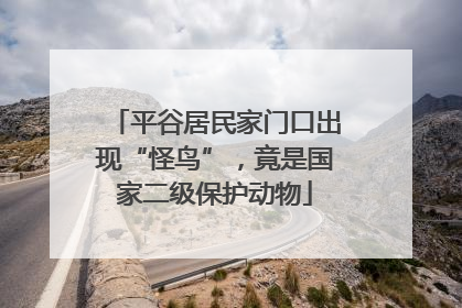 平谷居民家门口出现“怪鸟”，竟是国家二级保护动物
