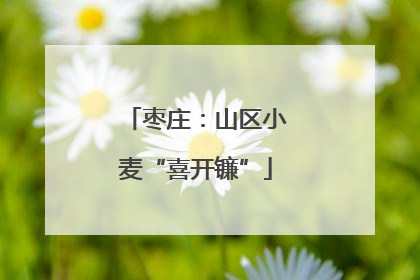 枣庄：山区小麦“喜开镰”