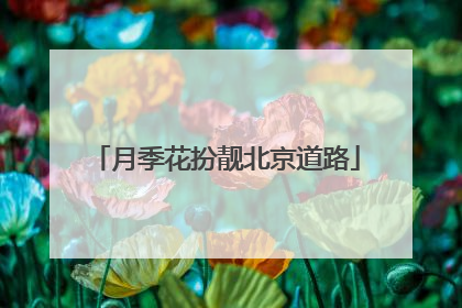 月季花扮靓北京道路