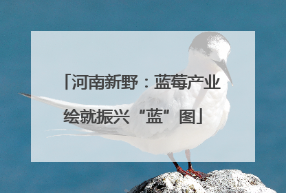 河南新野：蓝莓产业绘就振兴“蓝”图