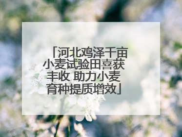 河北鸡泽千亩小麦试验田喜获丰收 助力小麦育种提质增效