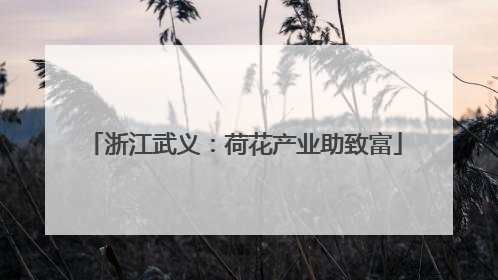 浙江武义：荷花产业助致富