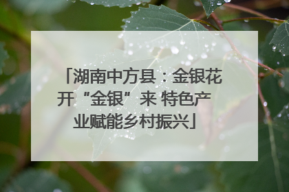 湖南中方县：金银花开“金银”来 特色产业赋能乡村振兴