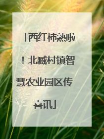 西红柿熟啦！北臧村镇智慧农业园区传喜讯