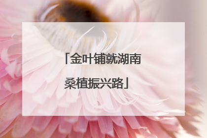 金叶铺就湖南桑植振兴路