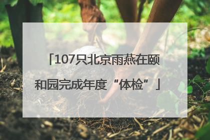 107只北京雨燕在颐和园完成年度“体检”