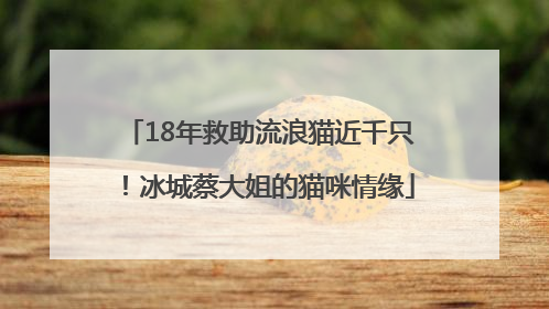 18年救助流浪猫近千只！冰城蔡大姐的猫咪情缘